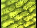 Chloroplasts moving by cytoplasmic streaming in the cells of the aquatic plant Elodea