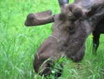 Bull moose, eating a fire weed plant. The moose is a herbivore and is capable of consuming many types of plant or fruit. The average adult moose needs to consume 9770 Calories per day to maintain its body weight.