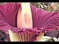 World's Largest Strangest Flowers, Radiation, Compass, Space Alien, melt ice, see, make rubber, move