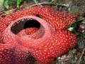 Rafflesia arnoldi, plus grande fleur du monde_0001