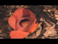 Rafflesia flower opening