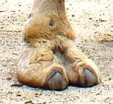 Color photograph of a the forefoot of a camel, an even-toed ungulate