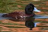 Blue billed duck at Rockingham.