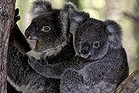 Koalas at rest