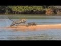 Jaguar Attacks Crocodile (EXCLUSIVE VIDEO)