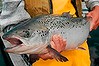 SALMON: 960119: FIN REVIEW:MATURE 30 MONTH OLD SALMON AT TASSAL SALMON FARM, DOVER, TASMANIA..., WORTH $50 EACH...
 ...PIC BY BRUCE  MILLER