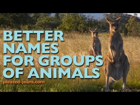 Better Names for Groups of Animals