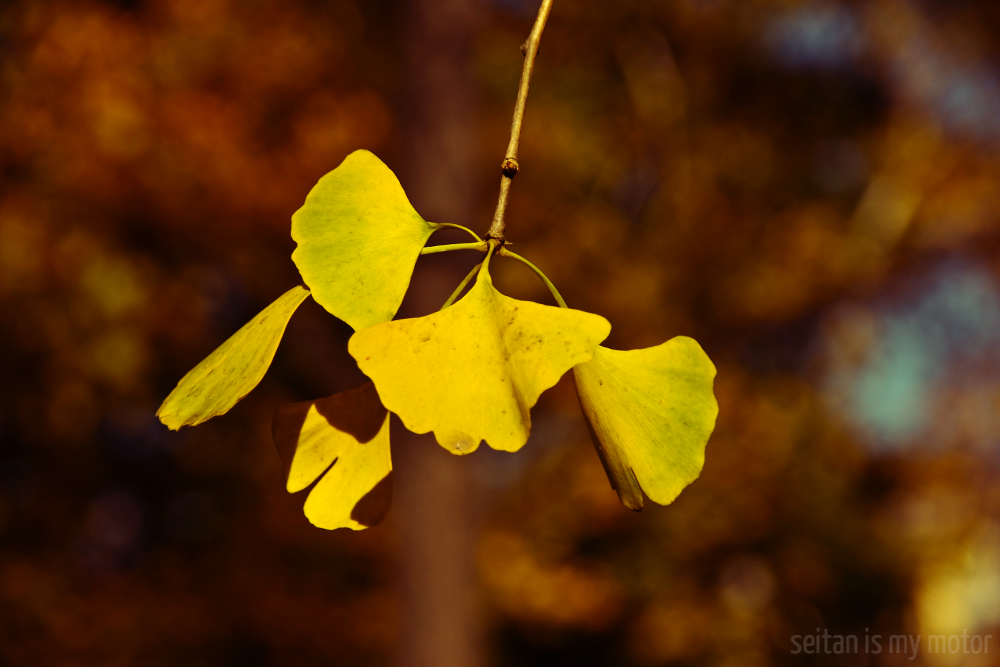 ginkgo leaves