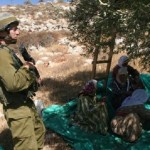Call to action: Join ISM for the 2013 Olive Harvest Campaign