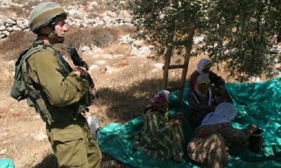 Call to action: Join ISM for the 2013 Olive Harvest Campaign
