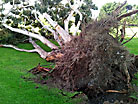 Storm damage