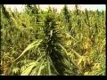 Hemp - What Are We Waiting For?