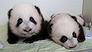 Atlanta panda cubs named (Video Thumbnail)