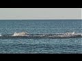 Shark Feeding Frenzy at New Jersey Shore