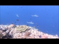 Palau 2012 you tube