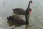 Swan Lake at the Port of Brisbane.