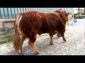 Hunters Hall Gladiator Limousin Bull.