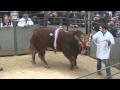 Limousin Bull  Dolcorsllwyn Fabio - Record Price £126,000 on 18/02/2012 (breed society video)