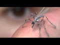 Secret Insect Spy Drones