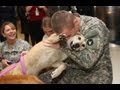 Dogs Welcoming Soldiers Home Complation 2013 [NEW HD]