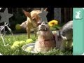 Doggy Birthday! - Dogs at Play