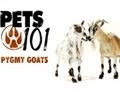 Pets 101- Pygmy Goats