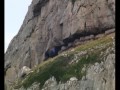 Mountain Goats - amazing rock climbers