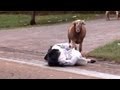 Angry Billy Goat Terrorizes Town