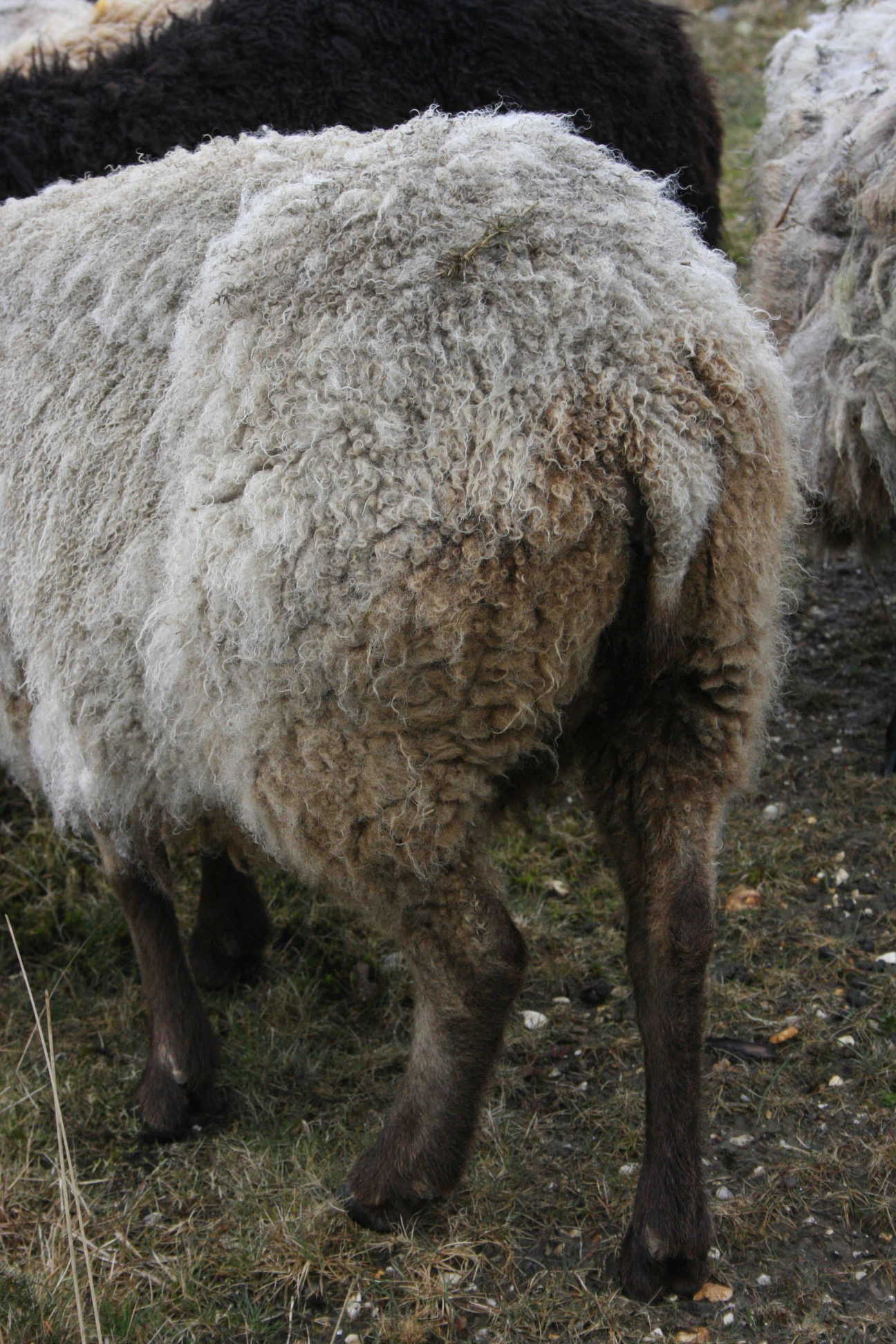 This Shetland sheep's tail hangs down.