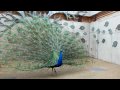 A blue peacock opening his tail up close to the camera (HD)