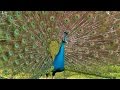 Peacock Display ( No Music Soundtrack)