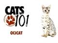 Cats 101 - Ocicat