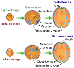 Protovsdeuterostomes.svg