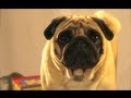 Toy Critic Pug