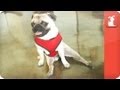 Pepe the Paralyzed Pug - Tails of Hope