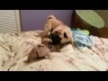 Baby Pug playing with Tommy