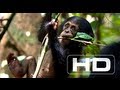 Chimpanzee - Official Trailer [HD]