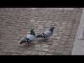 Pigeons