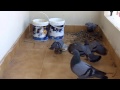 Pigeon Life Cycle-Amazing video