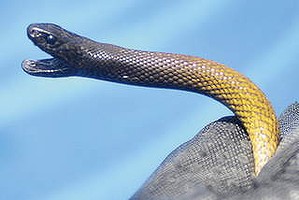 Inland Taipan