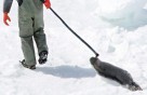 Seal hunt