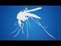 Hadyn Parry: Re-engineering mosquitos to fight disease