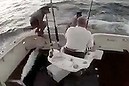 Marlin hops aboard fishing boat (Thumbnail)