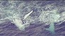Sydney whales do the backstroke (Video Thumbnail)
