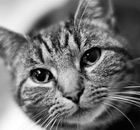 A cat photographed with a 50mm lens