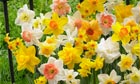 Narcissi-Daffodil-Mixed17912 - promo