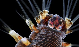 A Marine worm, one of the winning images in the 2013 annual Nikon Small World Photomicrography Compe