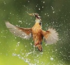 Kingfisher