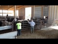 Loading Cattle