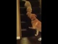 The difference of how dogs and cats teach their young.